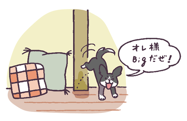 オス犬が家の中でも足を上げてトイレするのはなぜ？理由と対策法を解説